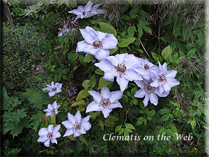 Clematis photograph