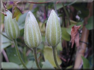 Clematis photograph