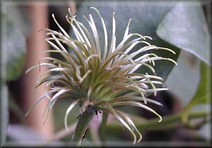 Clematis photograph