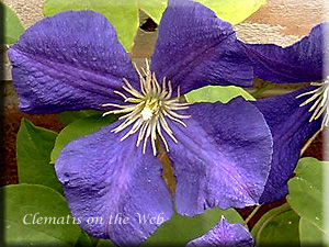 Clematis photograph