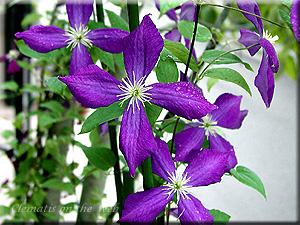 Clematis photograph