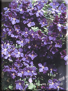 Clematis photograph