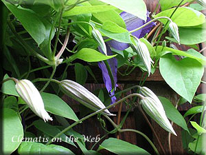 Clematis photograph