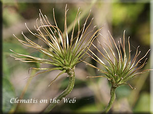 Clematis photograph