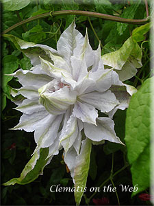 Clematis photograph