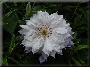 Clematis photograph