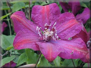 Clematis photograph