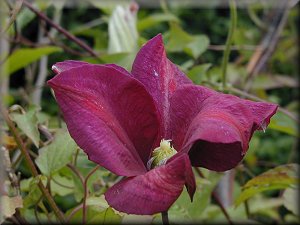 Clematis photograph