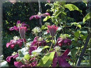 Clematis photograph