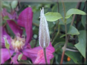 Clematis photograph