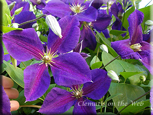 Clematis photograph