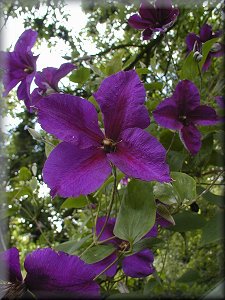 Clematis photograph