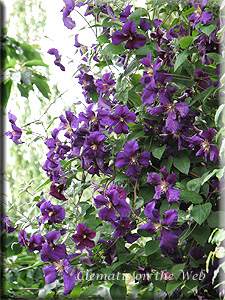 Clematis photograph