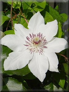 Clematis photograph