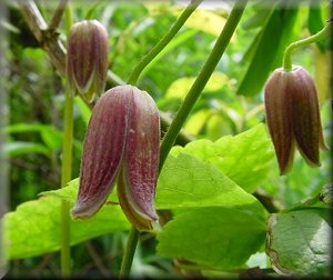 Clematis photograph