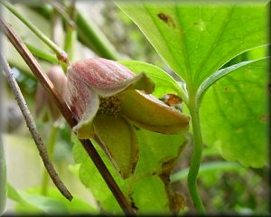 Clematis photograph