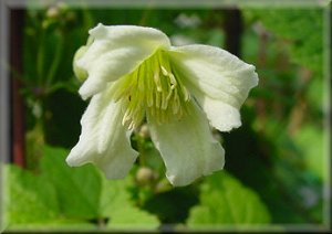 Clematis photograph