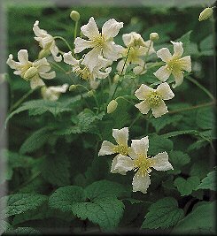 Clematis photograph