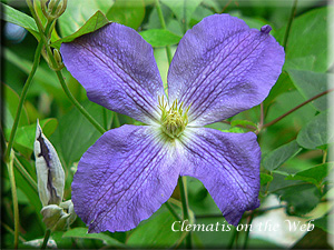 Clematis photograph