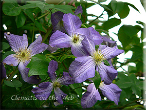 Clematis photograph