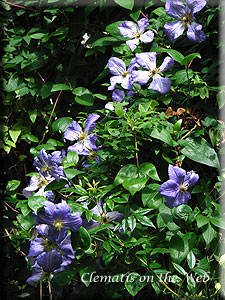 Clematis photograph