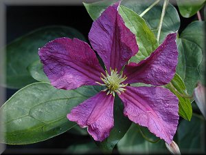 Clematis photograph