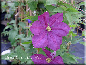 Clematis photograph