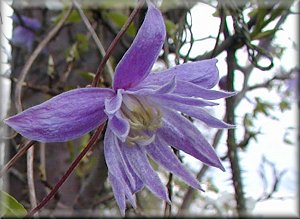 Clematis photograph