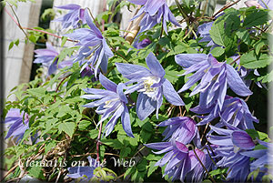 Clematis photograph