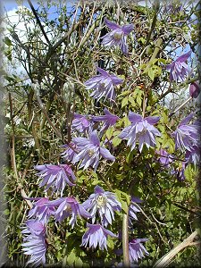 Clematis photograph