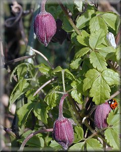 Clematis photograph