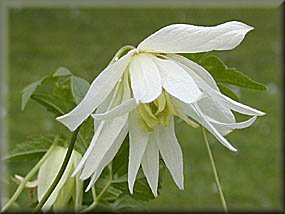 Clematis photograph