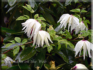 Clematis photograph