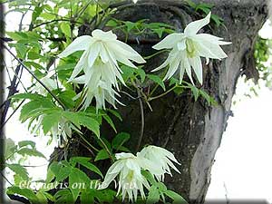 Clematis photograph