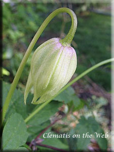 Clematis photograph