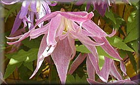 Clematis photograph