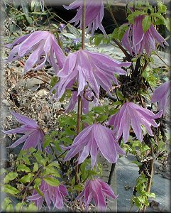 Clematis photograph