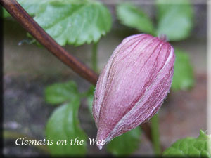 Clematis photograph