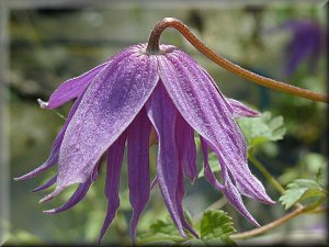 Clematis photograph