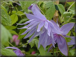 Clematis photograph