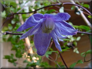 Clematis photograph