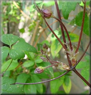 Clematis photograph