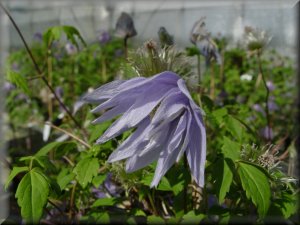 Clematis photograph