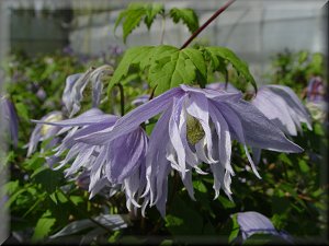 Clematis photograph