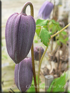 Clematis photograph