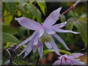 Clematis photograph