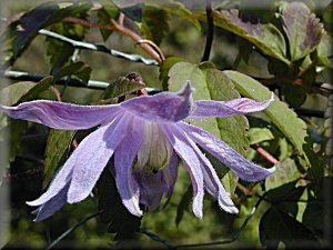 Clematis photograph