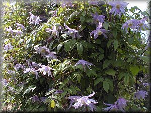 Clematis photograph