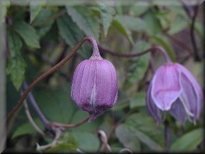 Clematis photograph