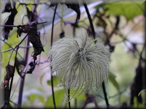 Clematis photograph